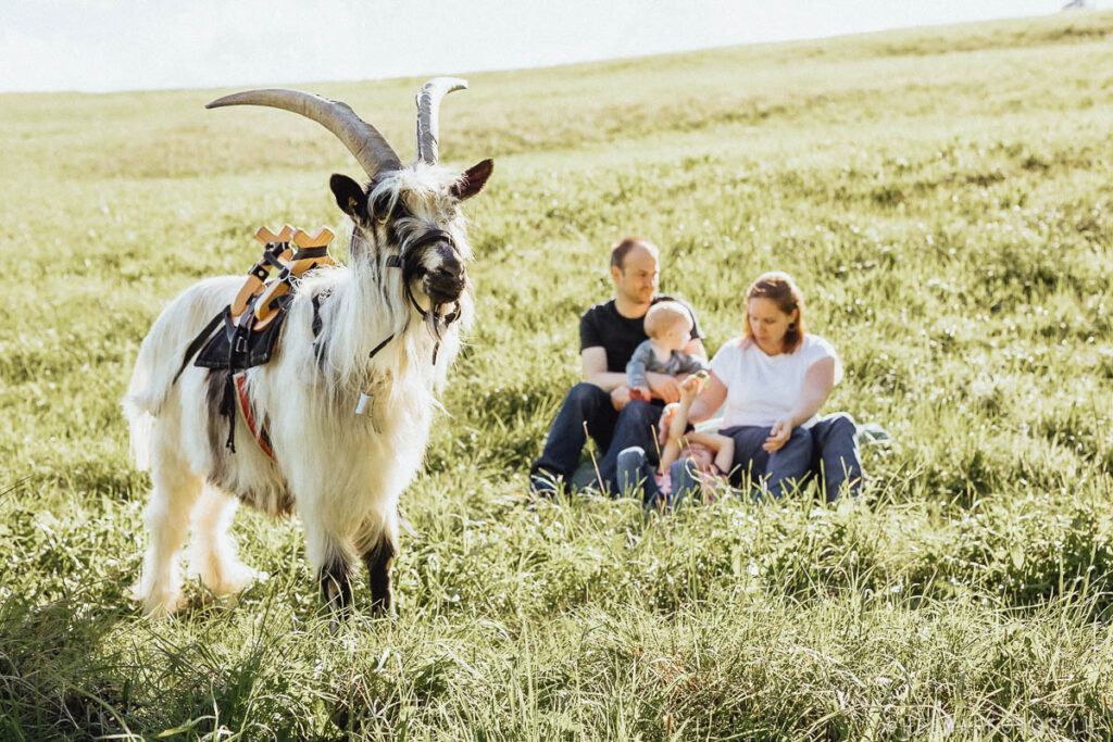 HelMa Fotografie Grafik Fotoshooting Pferdefotoshooting Familienfotos Bern Tierfotografie Hundefotoshooting Referenz Portfolio 17 Ziegentrekking