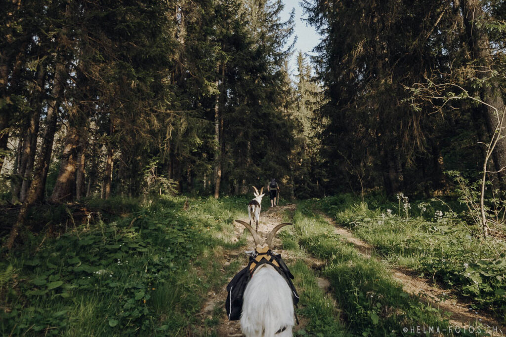 HelMa Fotografie Grafik Fotoshooting Pferdefotoshooting Familienfotos Bern Tierfotografie Hundefotoshooting Referenz Portfolio Ziegentrekking Wandern Berge 1